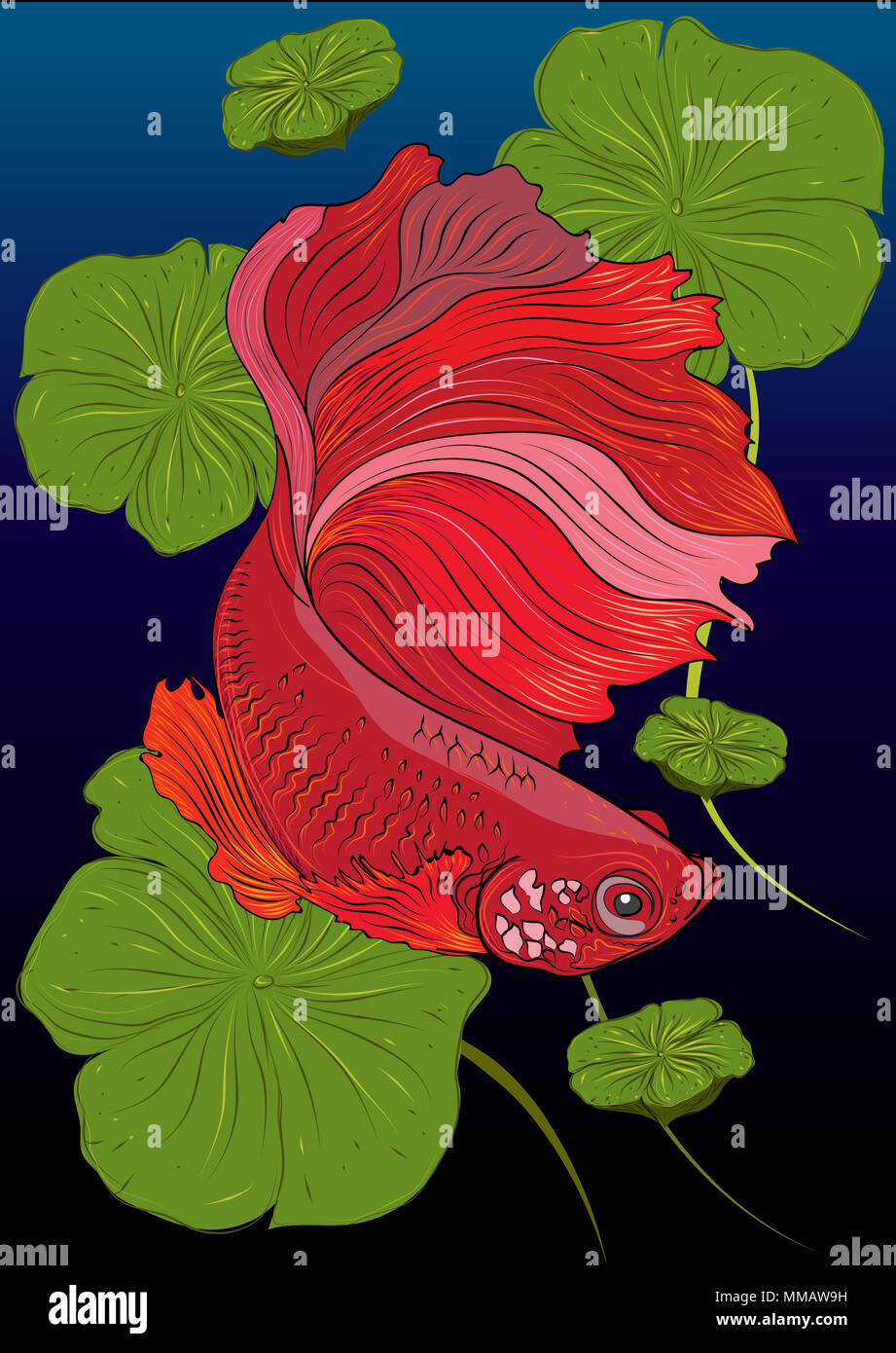 Vector color drawing of  betta or simese fighting fish illustation. Stock Photo