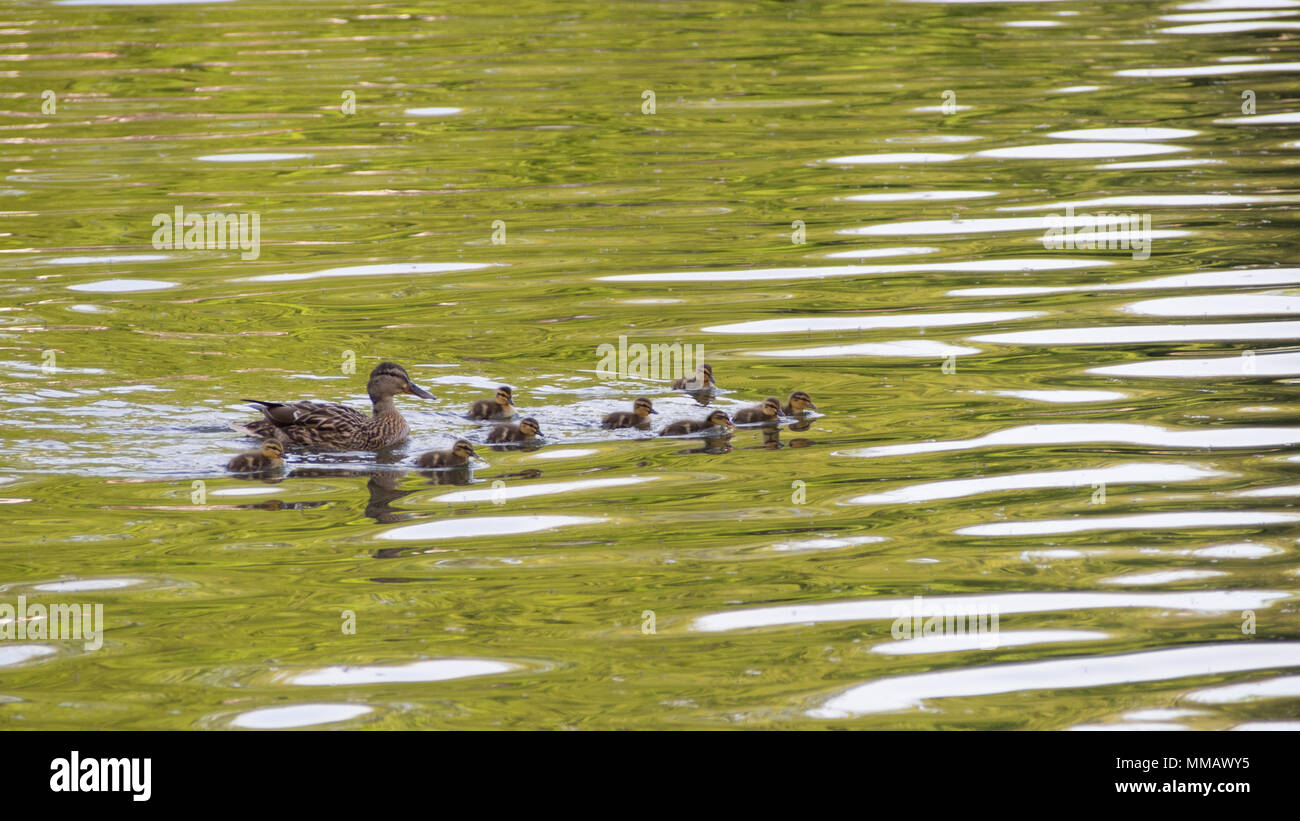 Female Mallard and ducklings, Shearwater Lake, Longleat Estate, Wiltshire Stock Photo