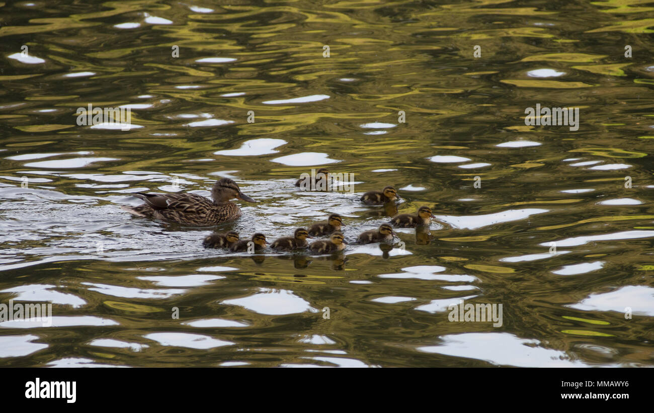 Female Mallard and ducklings, Shearwater Lake, Longleat Estate, Wiltshire Stock Photo