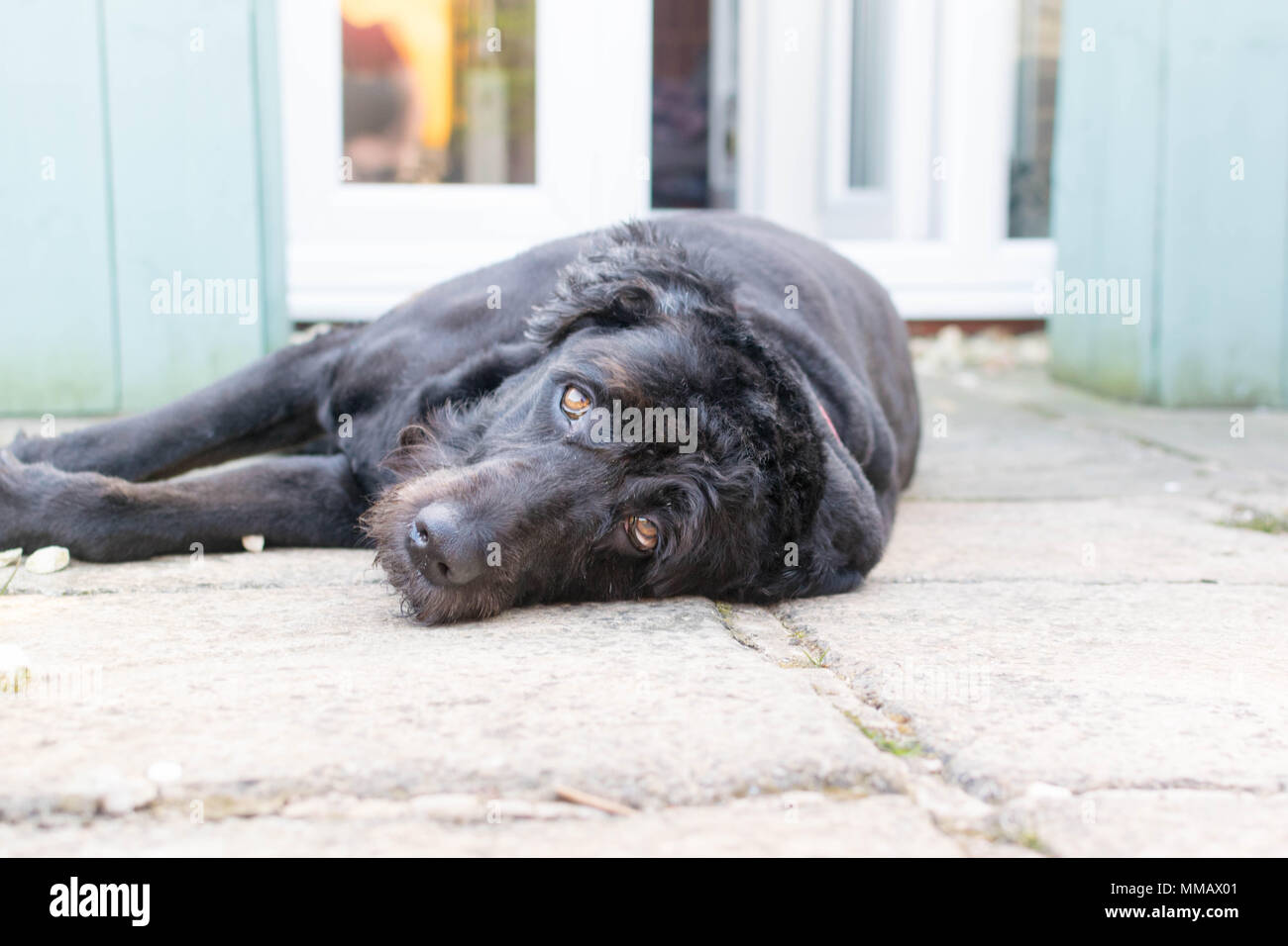 elderly dog lying down Stock Photo Alamy