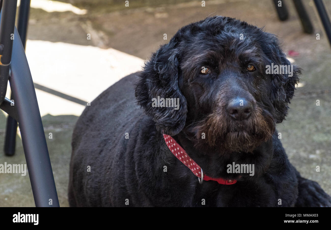 Wise old black dog Stock Photo