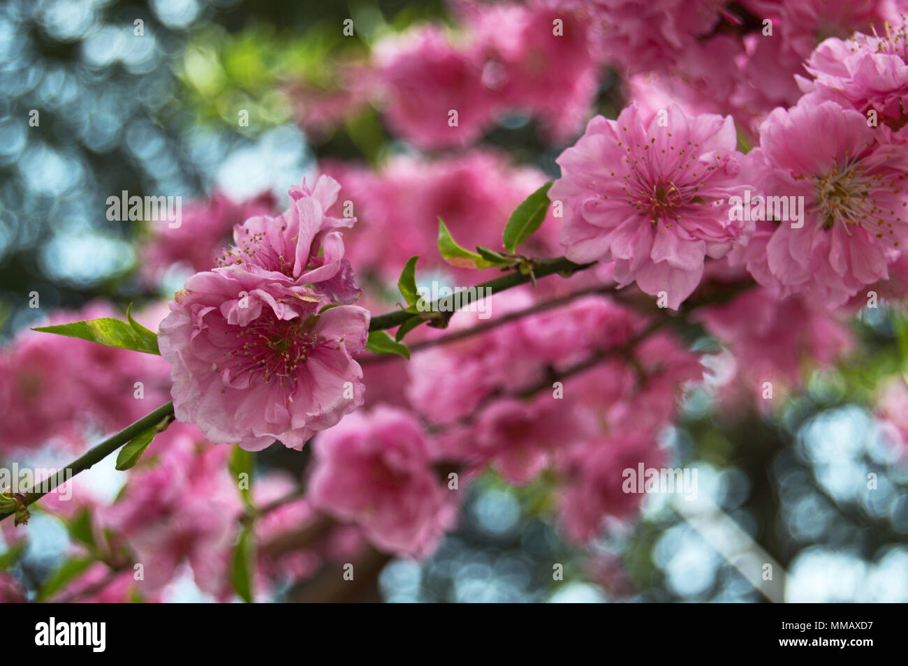 cherry-blossom-prunus-serrulata-in-full-bloom-in-japan-during-sakura