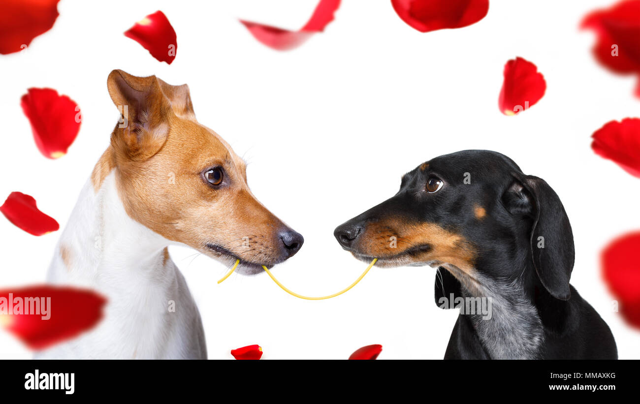 Become a puppy raiser for Southeastern Guide dogs., image size:1300x821