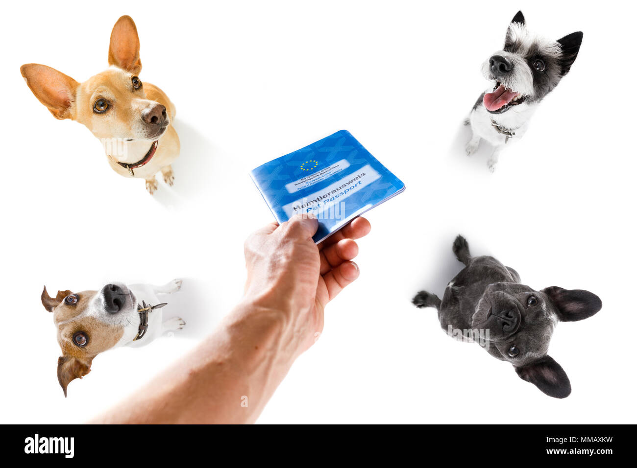 holiday vacation group of dogs waiting in airport terminal ready to