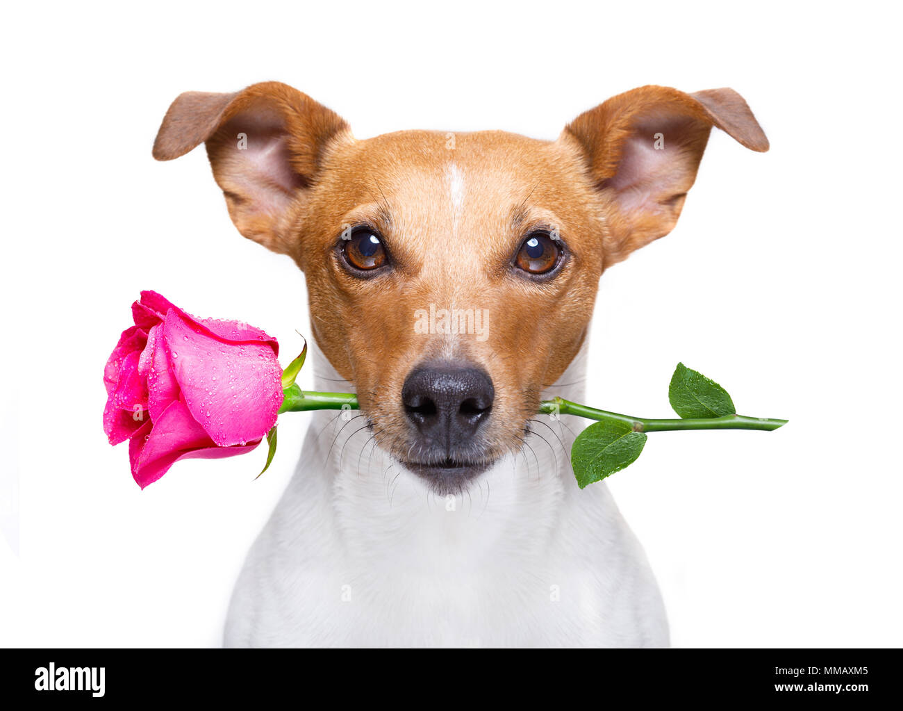 jack russell dog with a pink red rose in mouth , in love on valentines ...