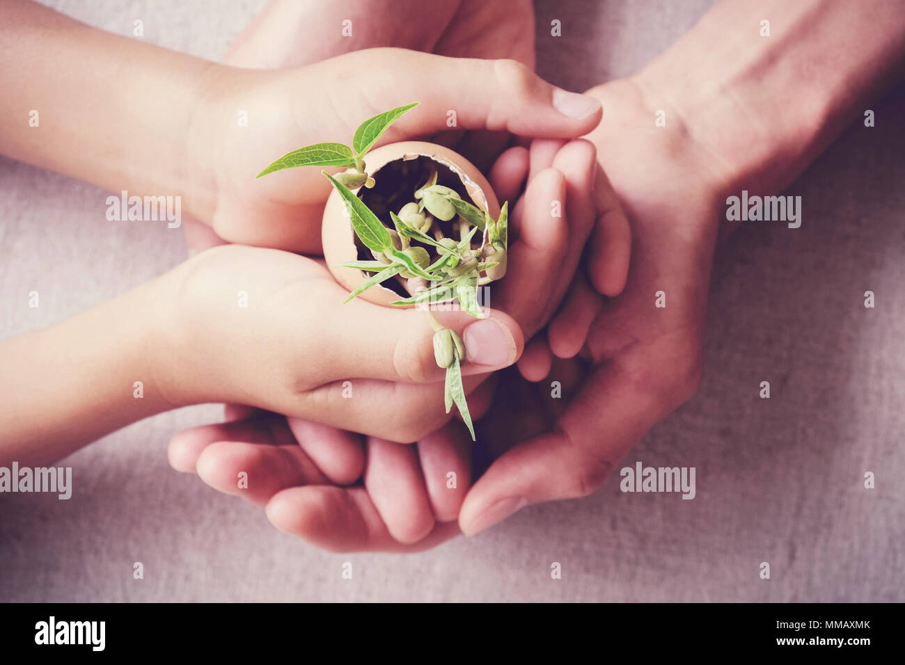 adult and child hands holding seedling plants in eggshells, eco gardening,  montessori, education concept Stock Photo