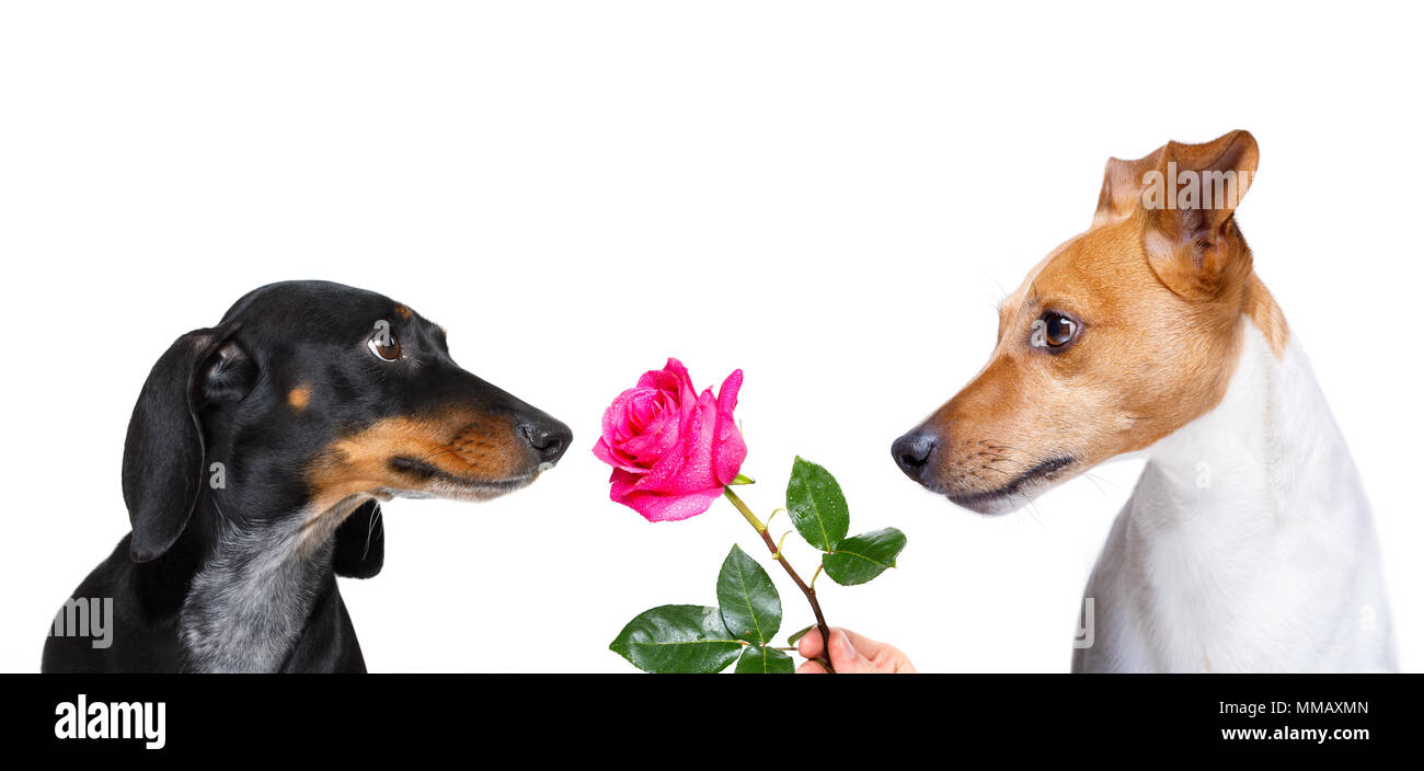 Why Does My White Dog Look Pink