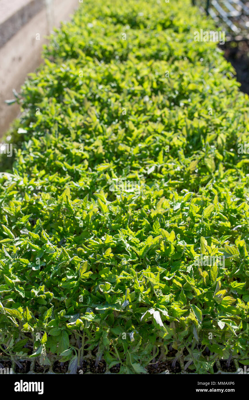 Trays with tomato seedlings floating at irrigation canal in order to be moisten Stock Photo