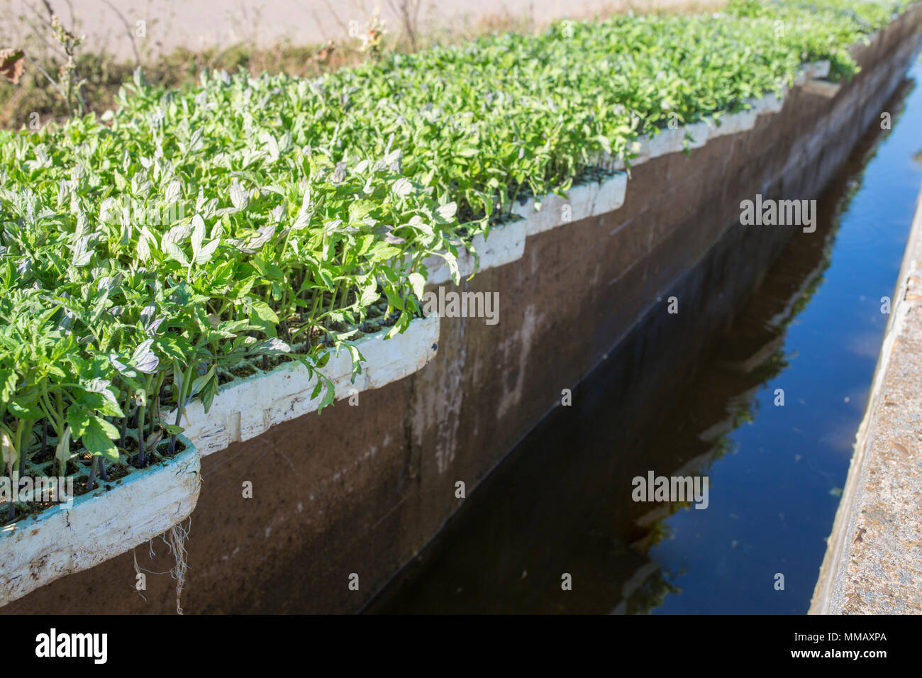Trays with tomato seedlings dripping at irrigation canal. Tomato planting process from greenhouse to farmland Stock Photo