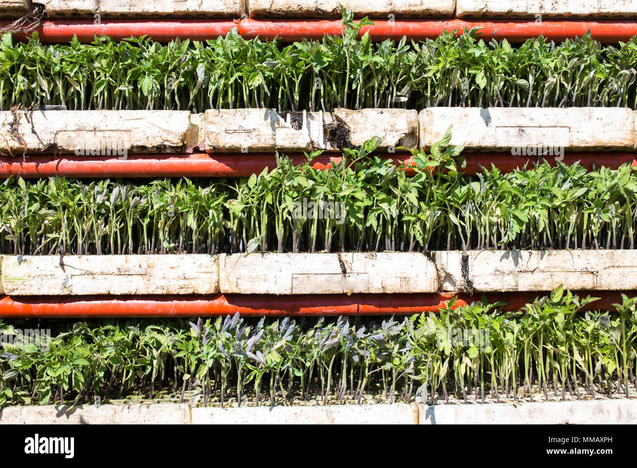 Transplanter machine loaded with tomato seedlings trays on racks. Tomato planting process from greenhouse to farmland Stock Photo