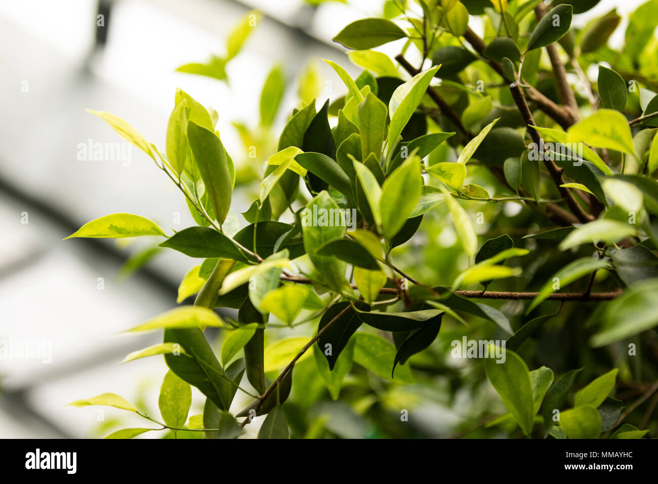 Variegated ficus tree (Ficus benjamina variegata) growing in a greenhouse. Stock Photo