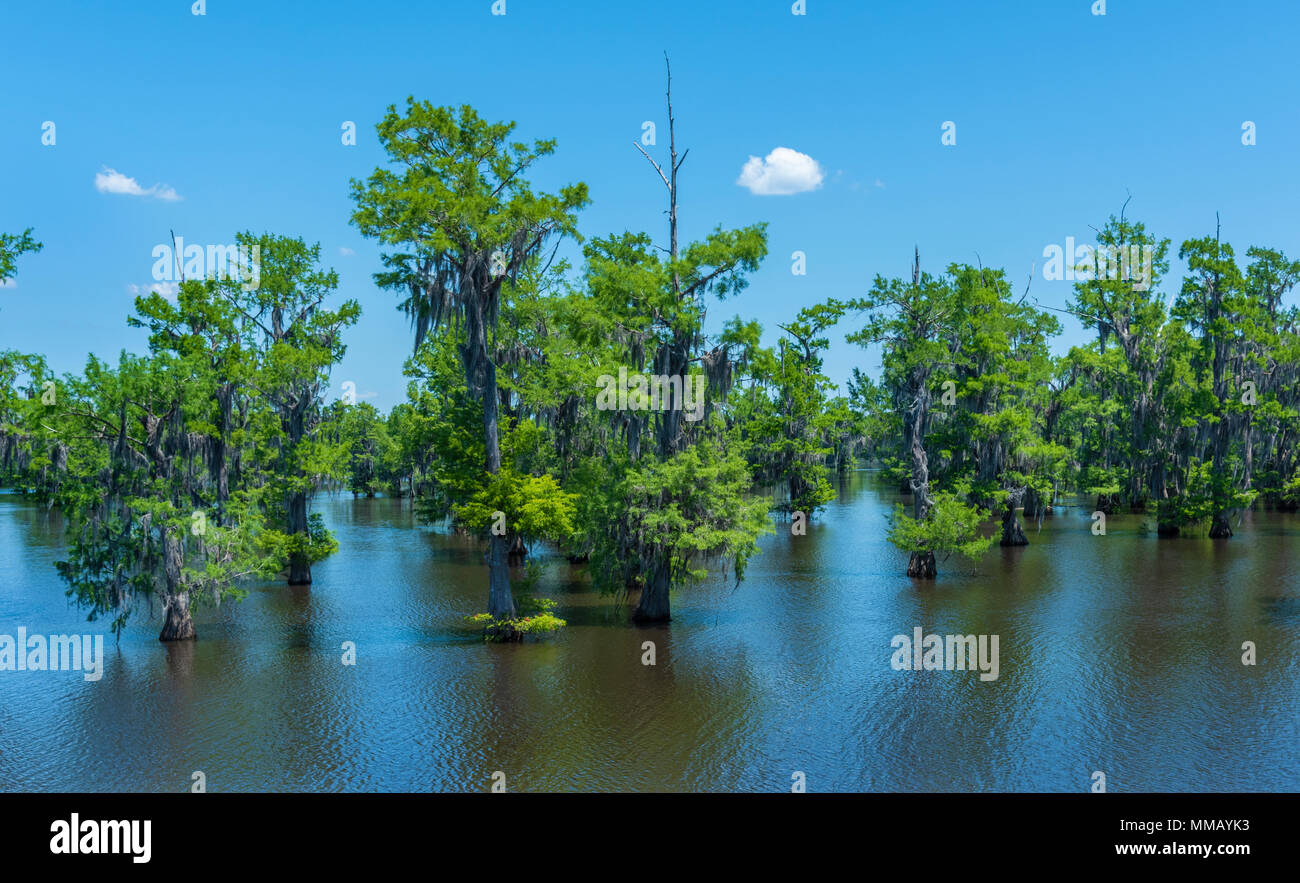 A scene on Lake Bistineau, in Bossier Parish, Louisiana, with cypress trees and Spanish moss under a blue sky, reflected in the water. Stock Photo