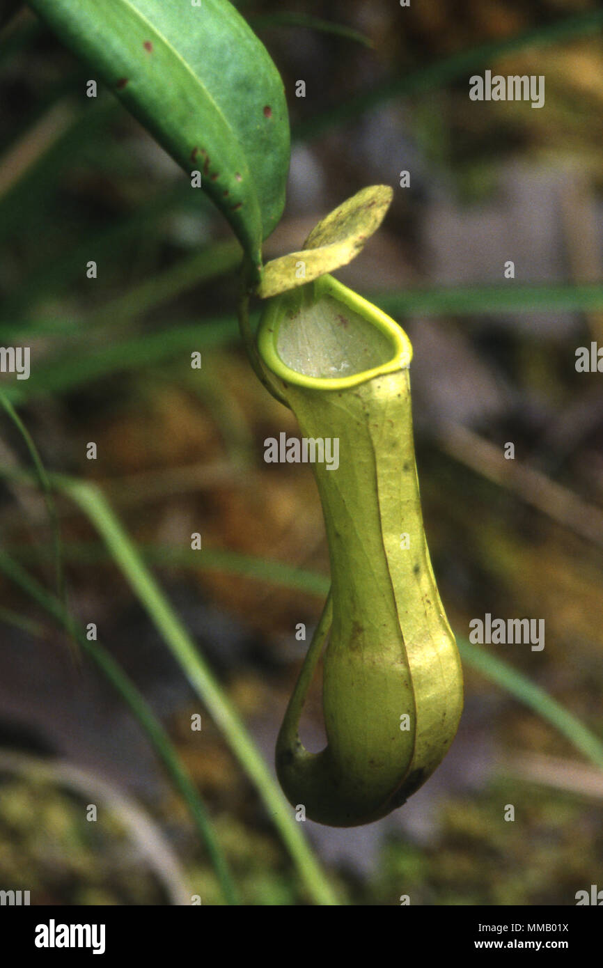NEPENTHES Stock Photo