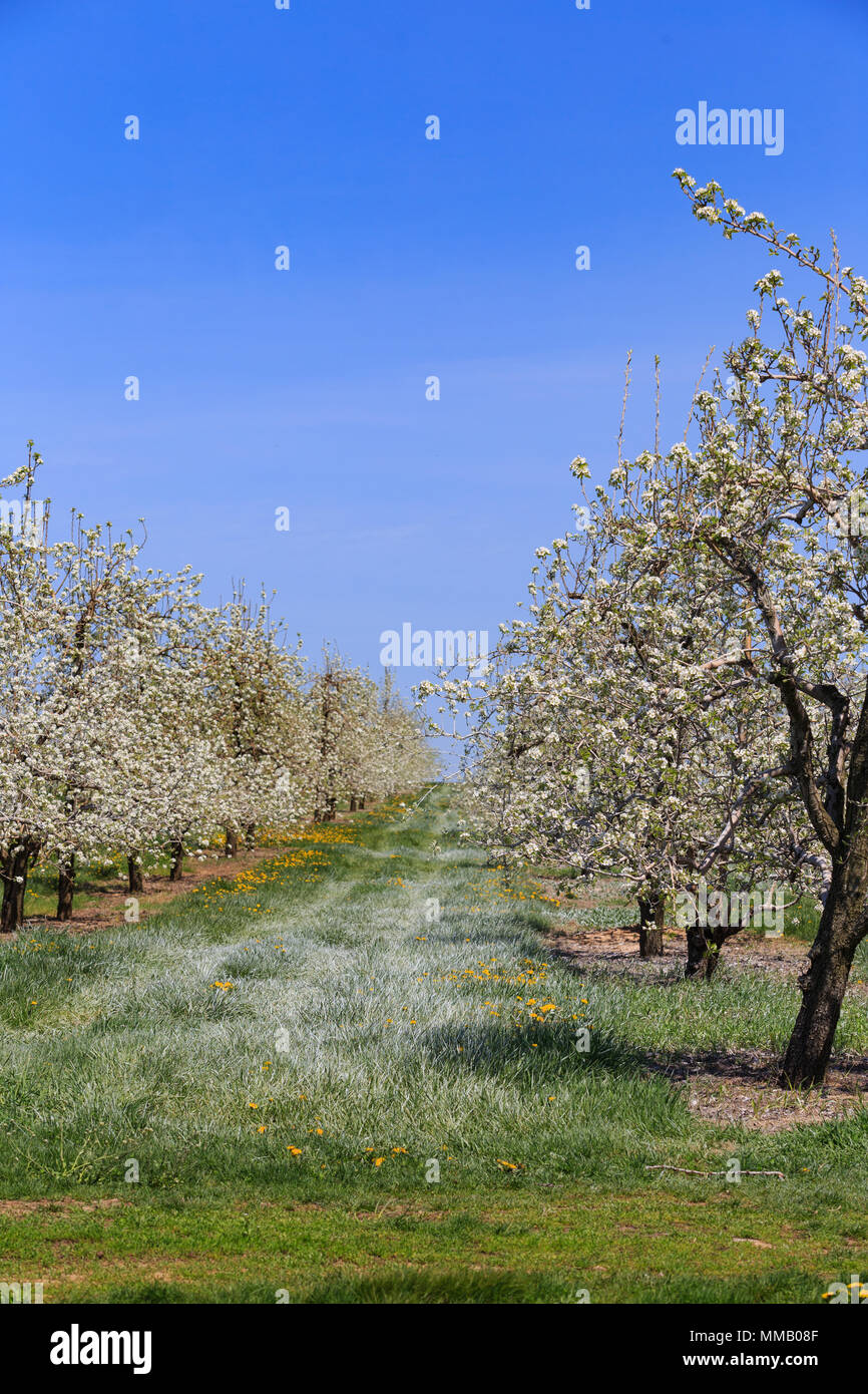 Springtime in an apple orchard with blooming trees in Lancaster County, PA. Stock Photo