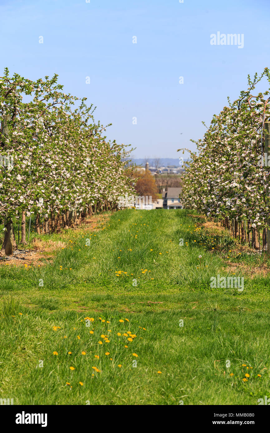 Springtime in an apple orchard with blooming trees in Lancaster County, PA. Stock Photo