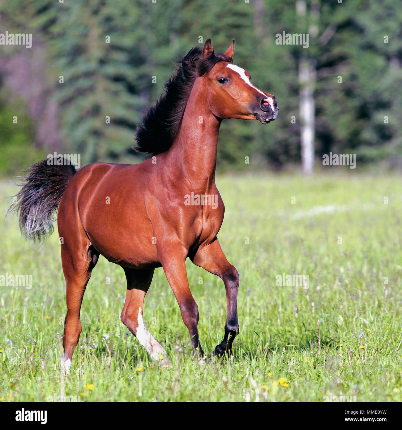 Arabian foals running hi-res stock photography and images - Alamy