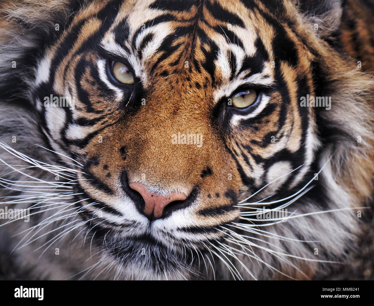 Female tiger hi-res stock photography and images - Alamy