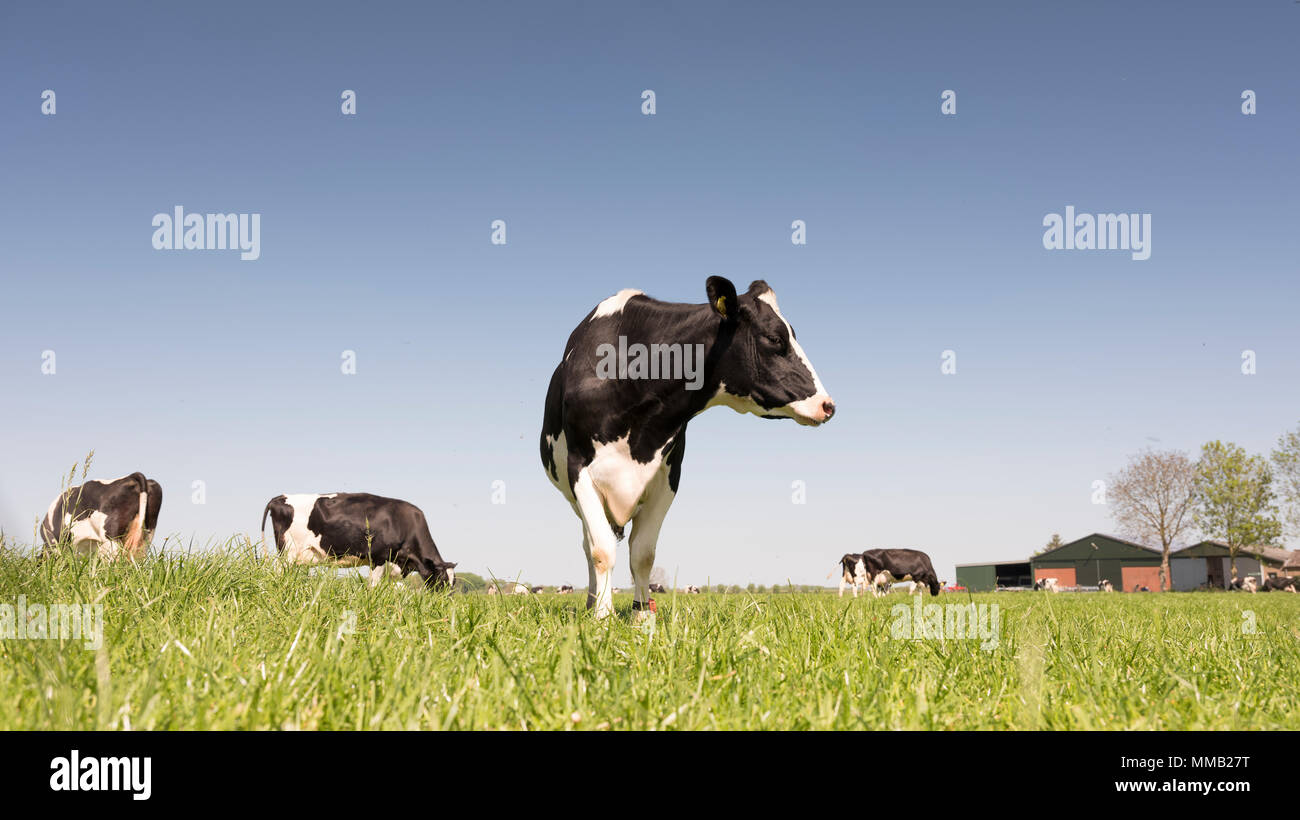 black and white holstein cows in green grassy meadow in dutch spring ...