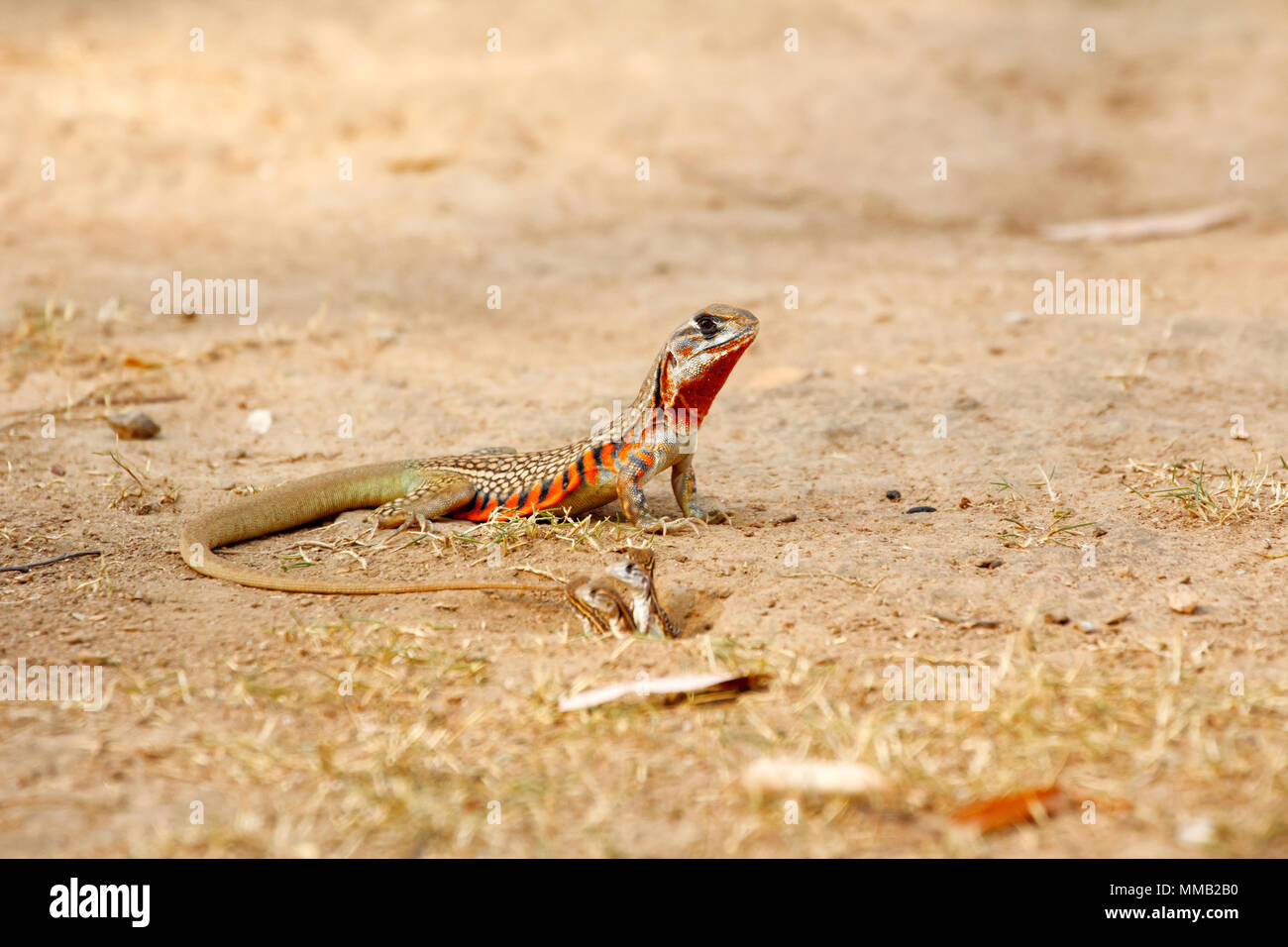 Common butterfly lizard /Butterfly agama (Leiolepis belliana ssp. ocellata) stay near the burrow to protect its newborn Stock Photo