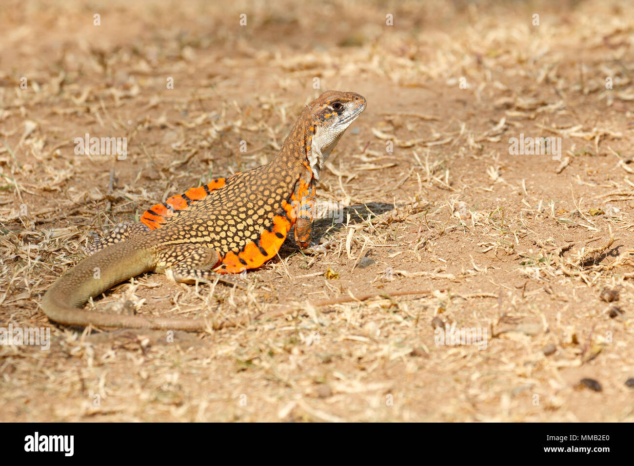 Common butterfly lizard /Butterfly agama (Leiolepis belliana ssp. ocellata) in the nature. Taken from Thailand, Southeast Asia. Stock Photo