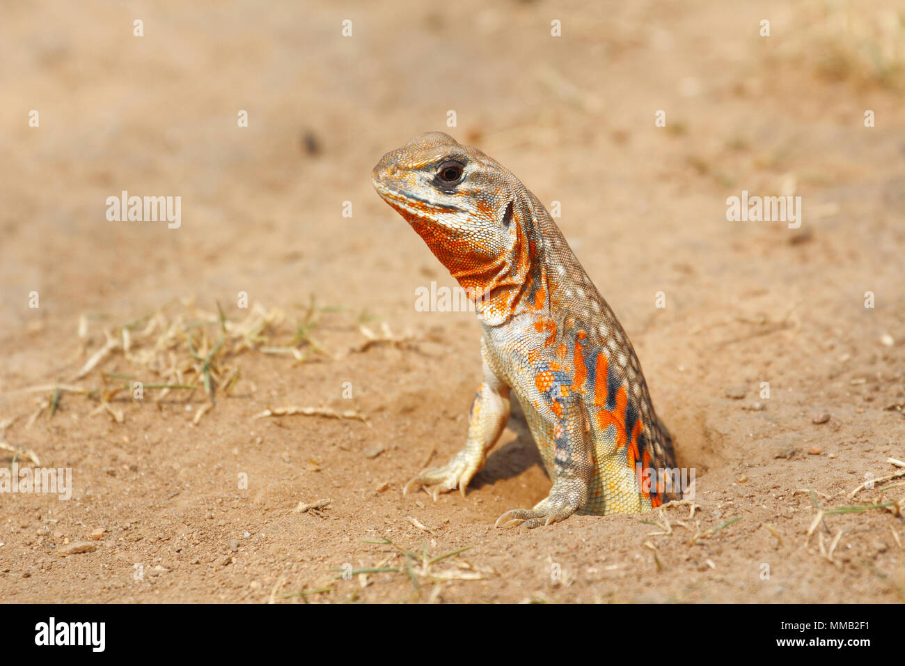 Common butterfly lizard /Butterfly agama (Leiolepis belliana ssp. ocellata) emerge from the burrow Stock Photo