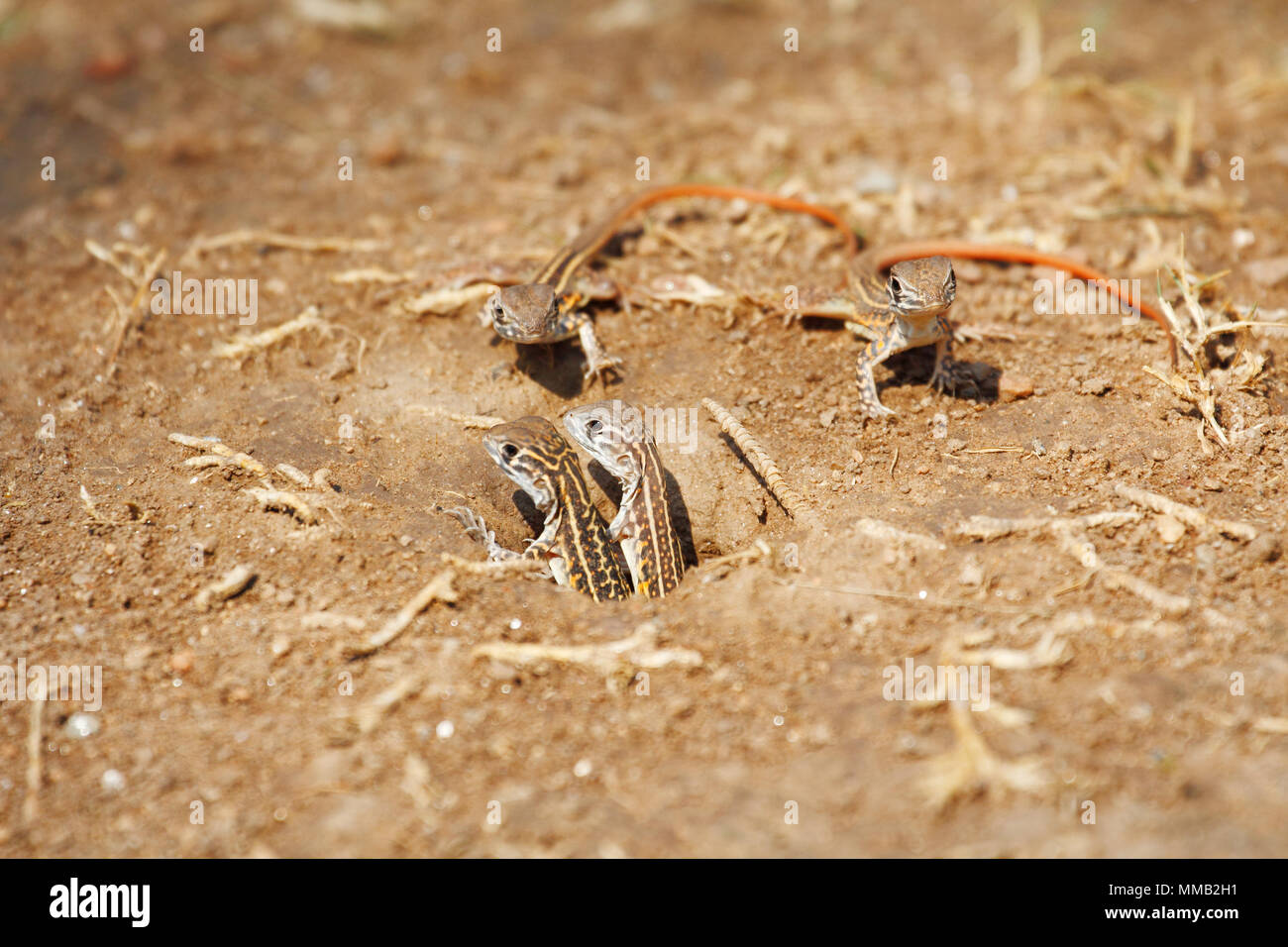 Very cute newborn butterfly lizard /Butterfly agama (Leiolepis belliana ssp. ocellata) stay near the burrow Stock Photo