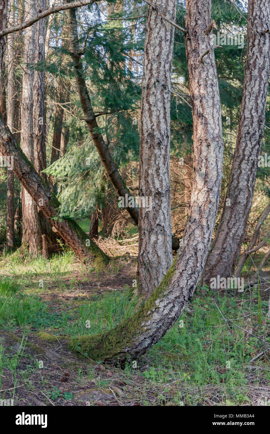 Sunight filters through a shady forest, where a Douglas fir tree shows evidence of gravitropism, with its trunk curving upwards near its base. Stock Photo