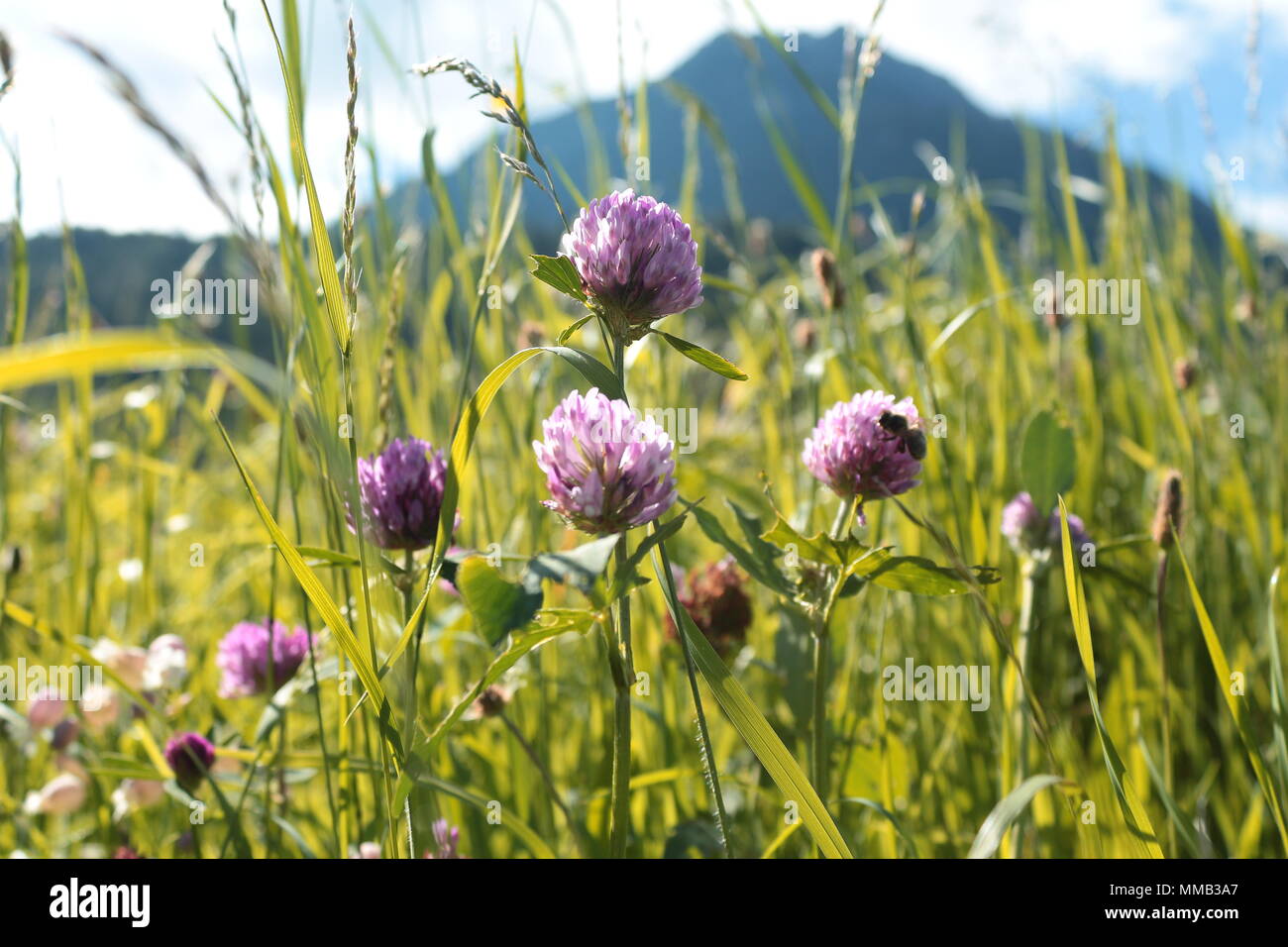 Wildflowers (cat's ear, bladder campion, red clover) on the side of a path, with mountains in the background. Fulpmes, Austria. Stock Photo