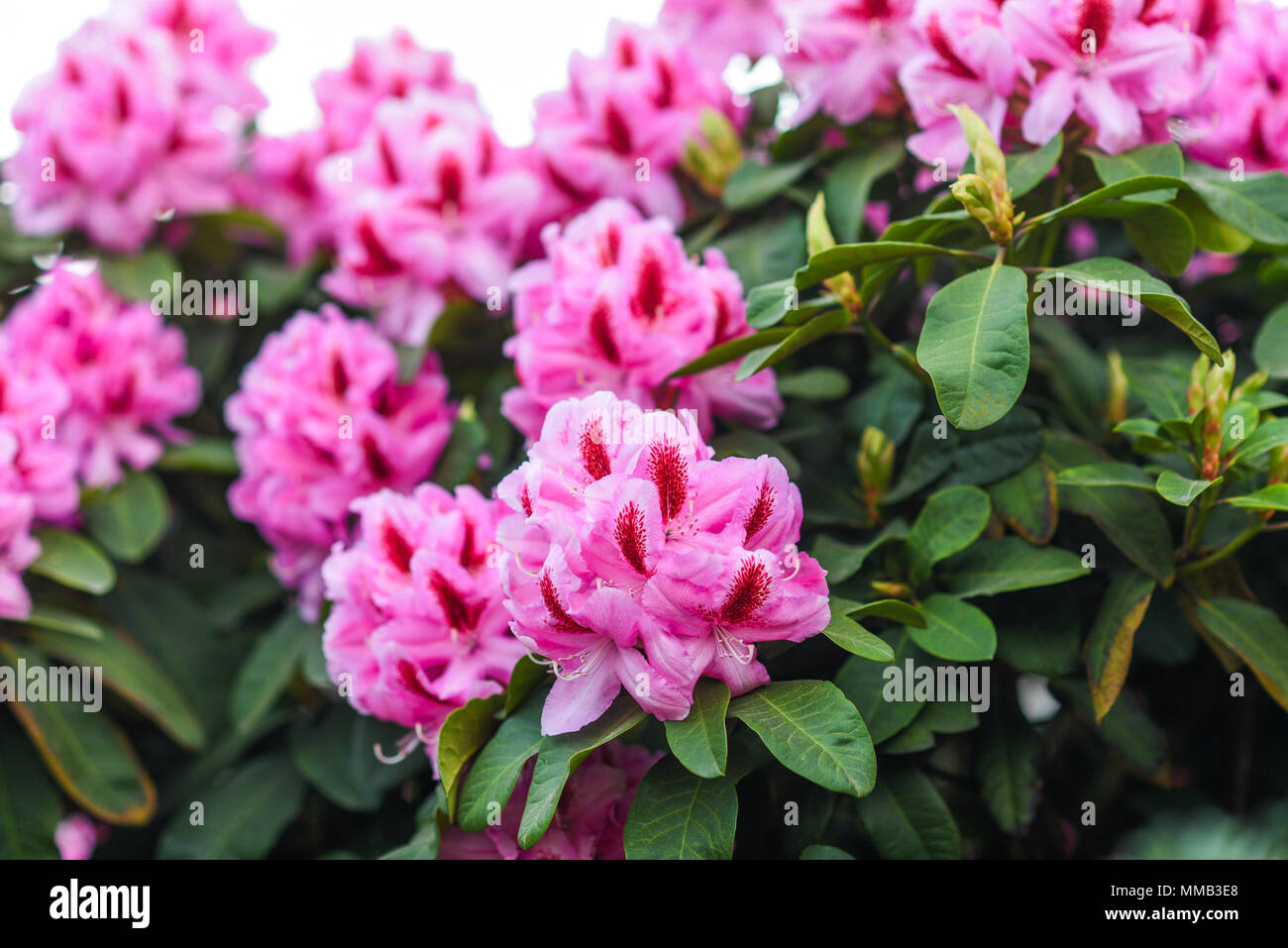 Blooming pink rhododendron flowers during spring. Stock Photo