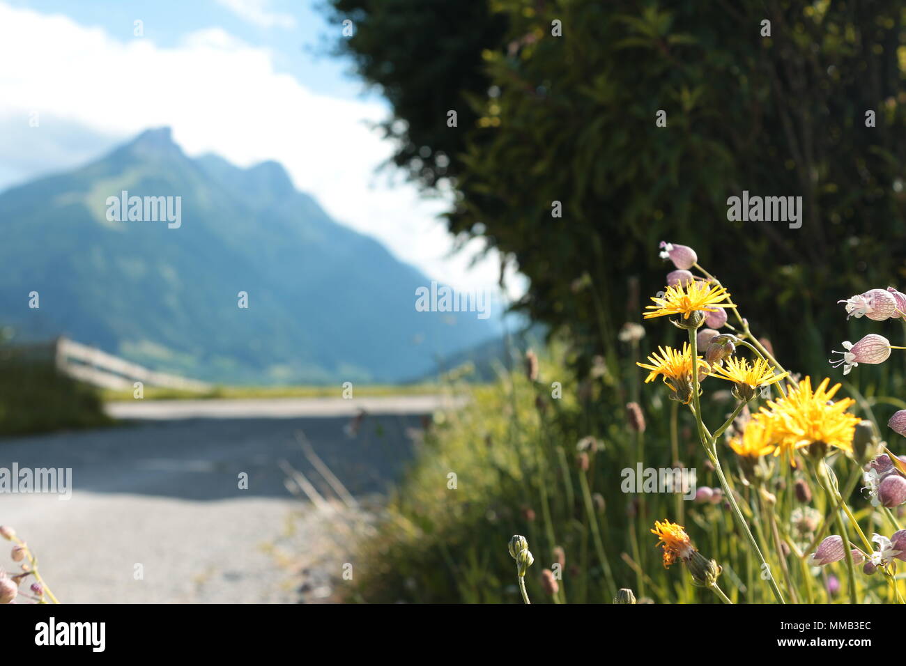 Wildflowers (cat's ear, bladder campion, red clover) on the side of a path, with mountains in the background. Fulpmes, Austria. Stock Photo