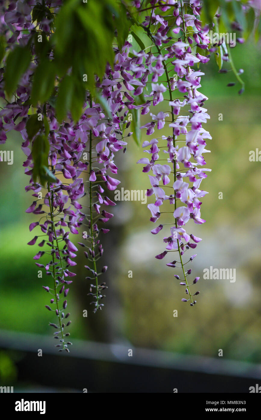 Blooming pink wisteria flowers during spring in the garden Stock Photo