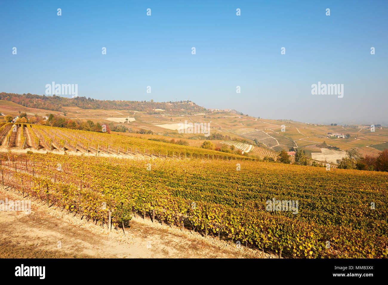 Vineyard and Piedmont hills in autumn with yellow leaves in a sunny day, blue sky in Italy Stock Photo