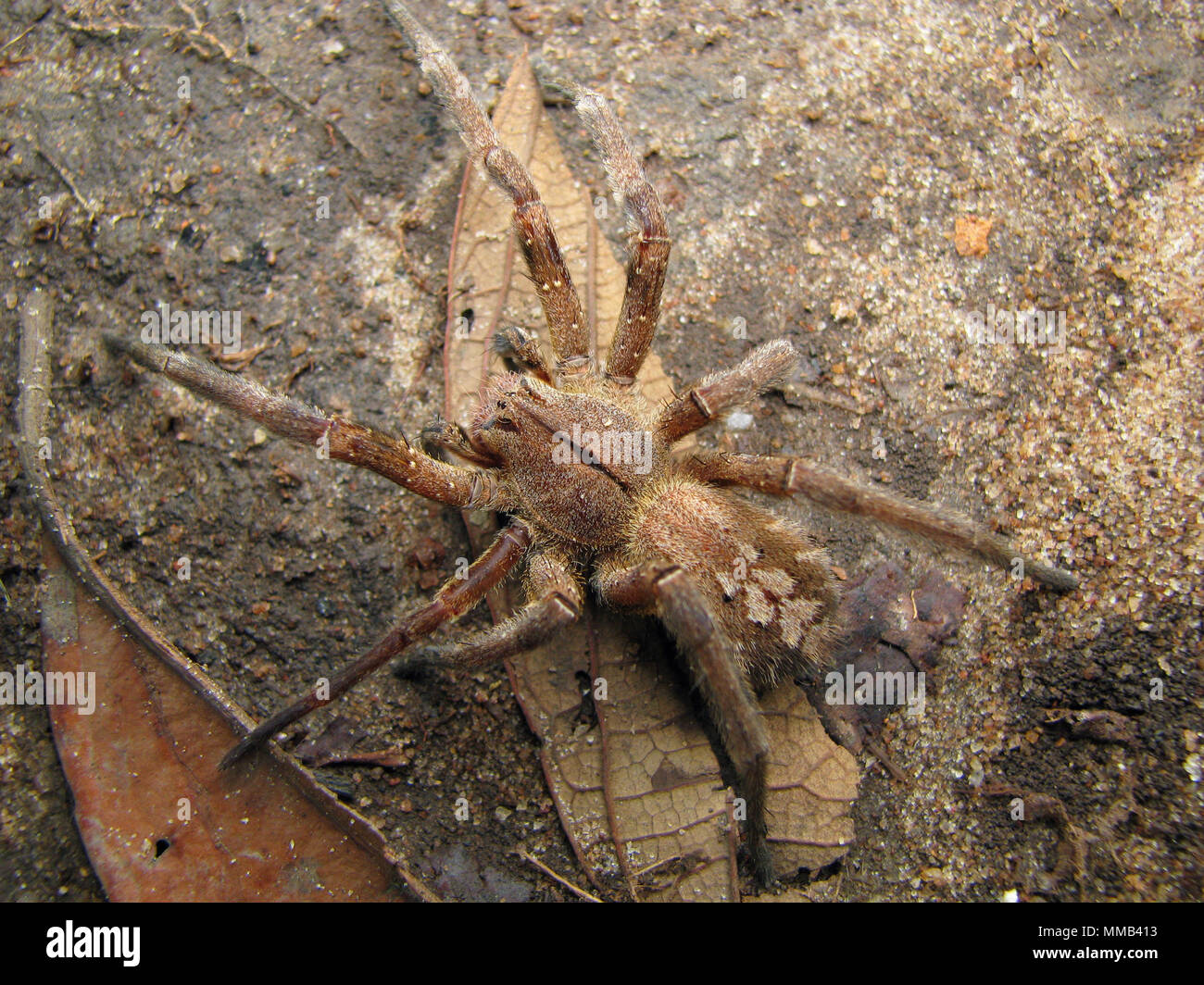 Dorsal view of a brazilian wandering spider (Phoneutria), also known as armadeira or banana spider. Stock Photo