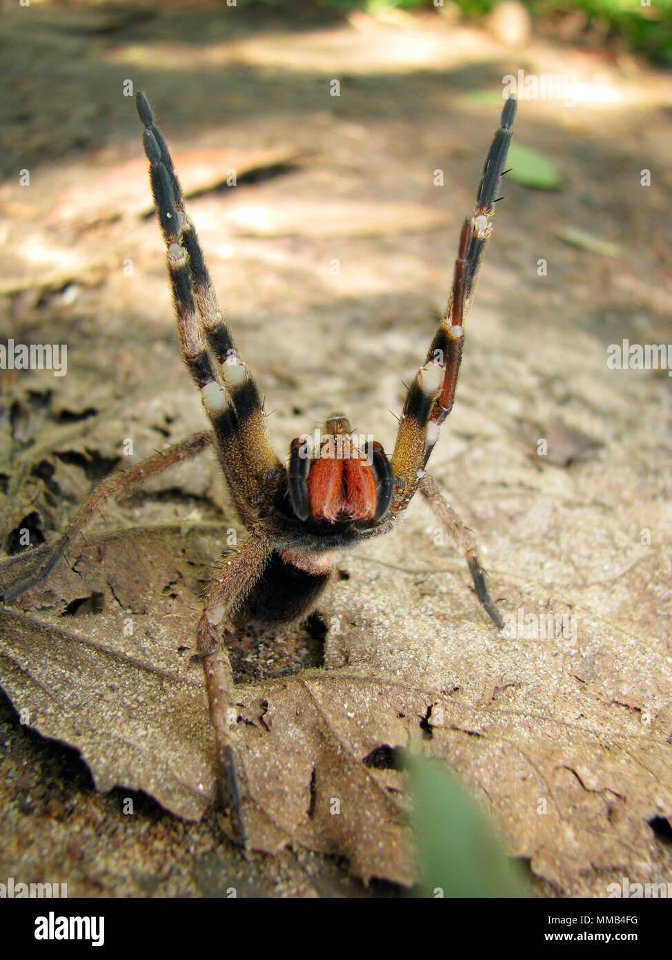 Brazilian wandering spider (Phoneutria nigriventer) armed with threat display, also known as aranha armadeira or banana spider. Stock Photo