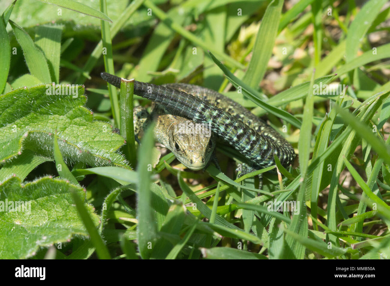 Young common lizard, also called viviparous lizard (Zootoca vivipara) in grassland in Hampshire, UK Stock Photo