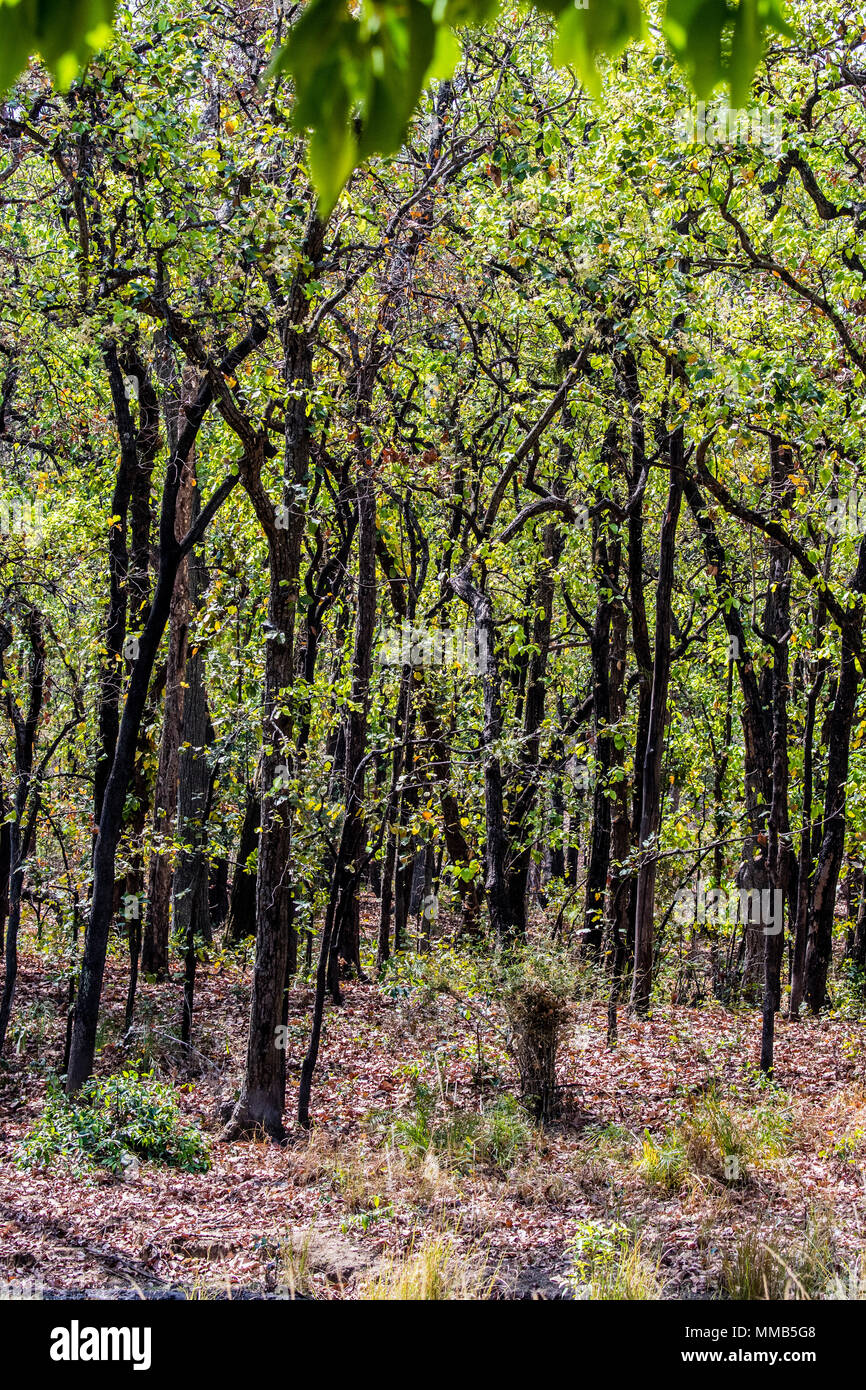 Forest of Sal Trees, Shorea robusta, also known as sakhua or shala tree, Bandhavgarh National Park, Umaria district, Madhya Pradesh, India Stock Photo