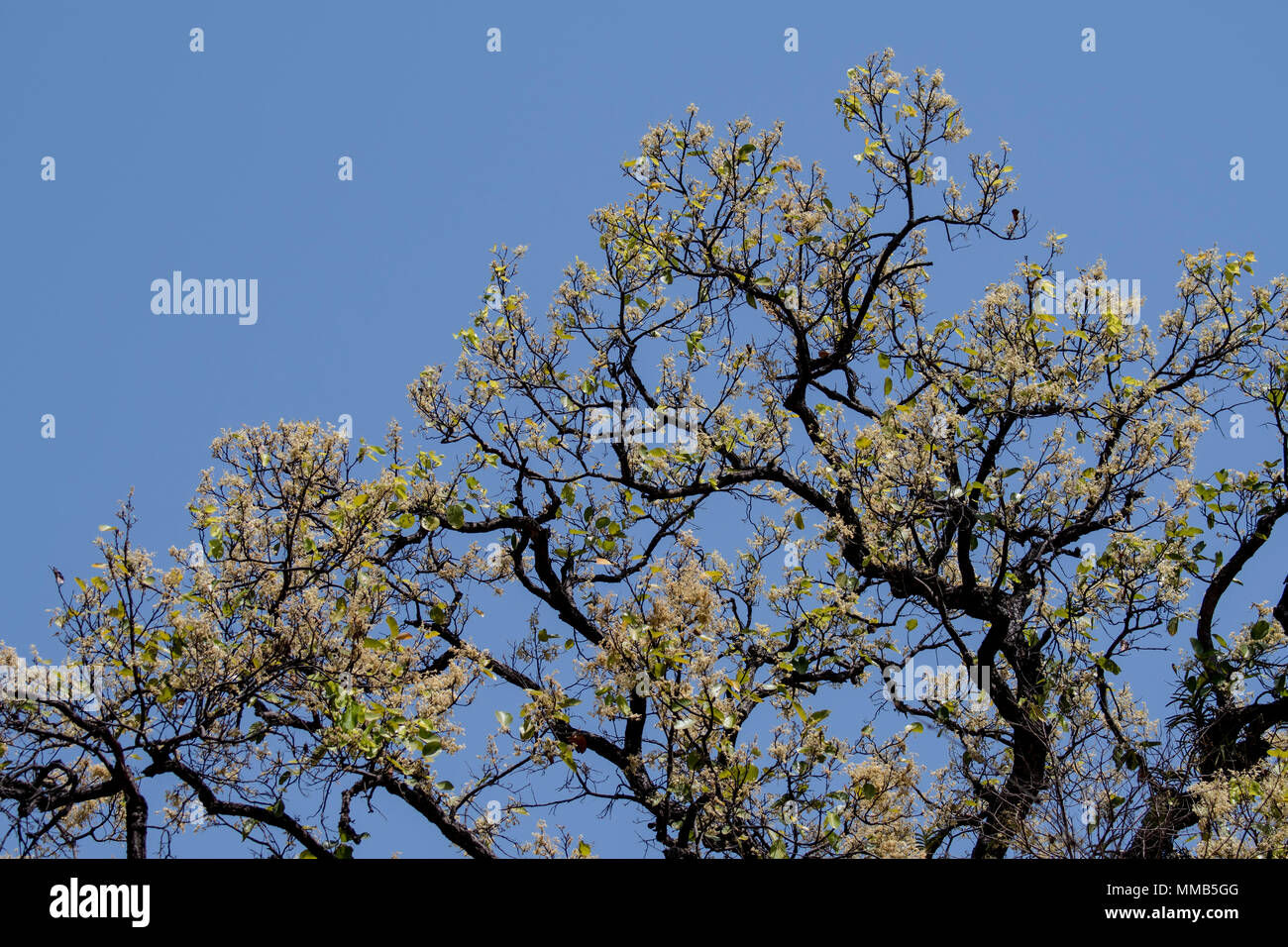 Blossoming Sal Tree, Shorea robusta, also known as sakhua or shala tree, Bandhavgarh National Park, Umaria district, Madhya Pradesh, India Stock Photo