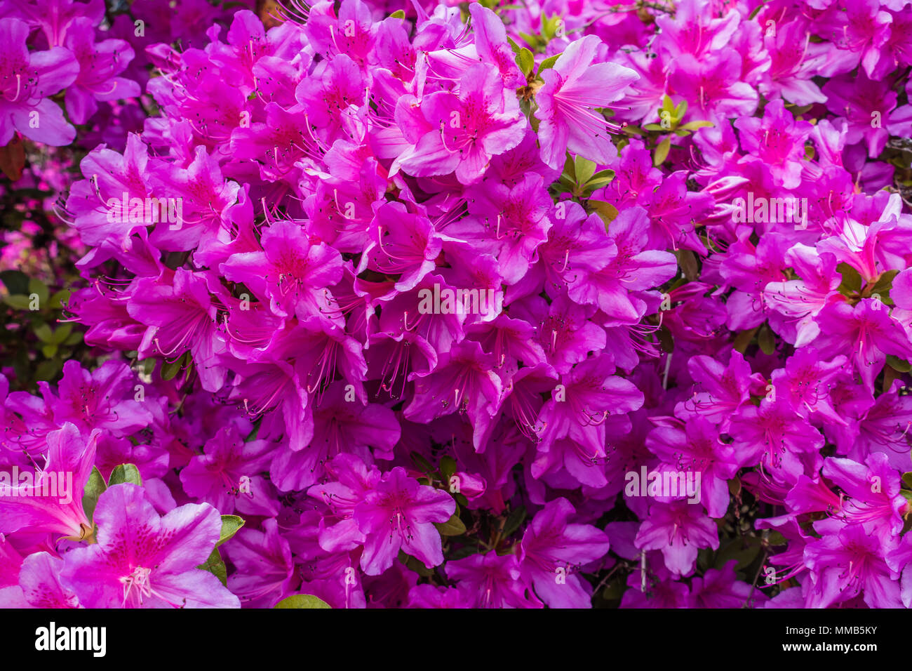 Background shot of brilliant pink Azaleas. Stock Photo