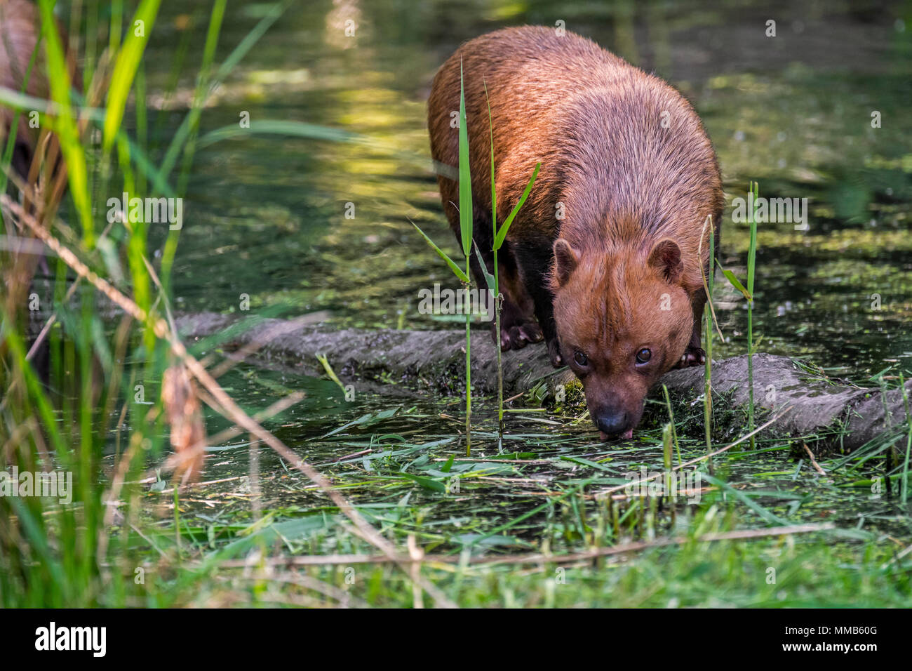 Bush dog (Speothos venaticus) canid native to Central and South America, drinking water from pond Stock Photo
