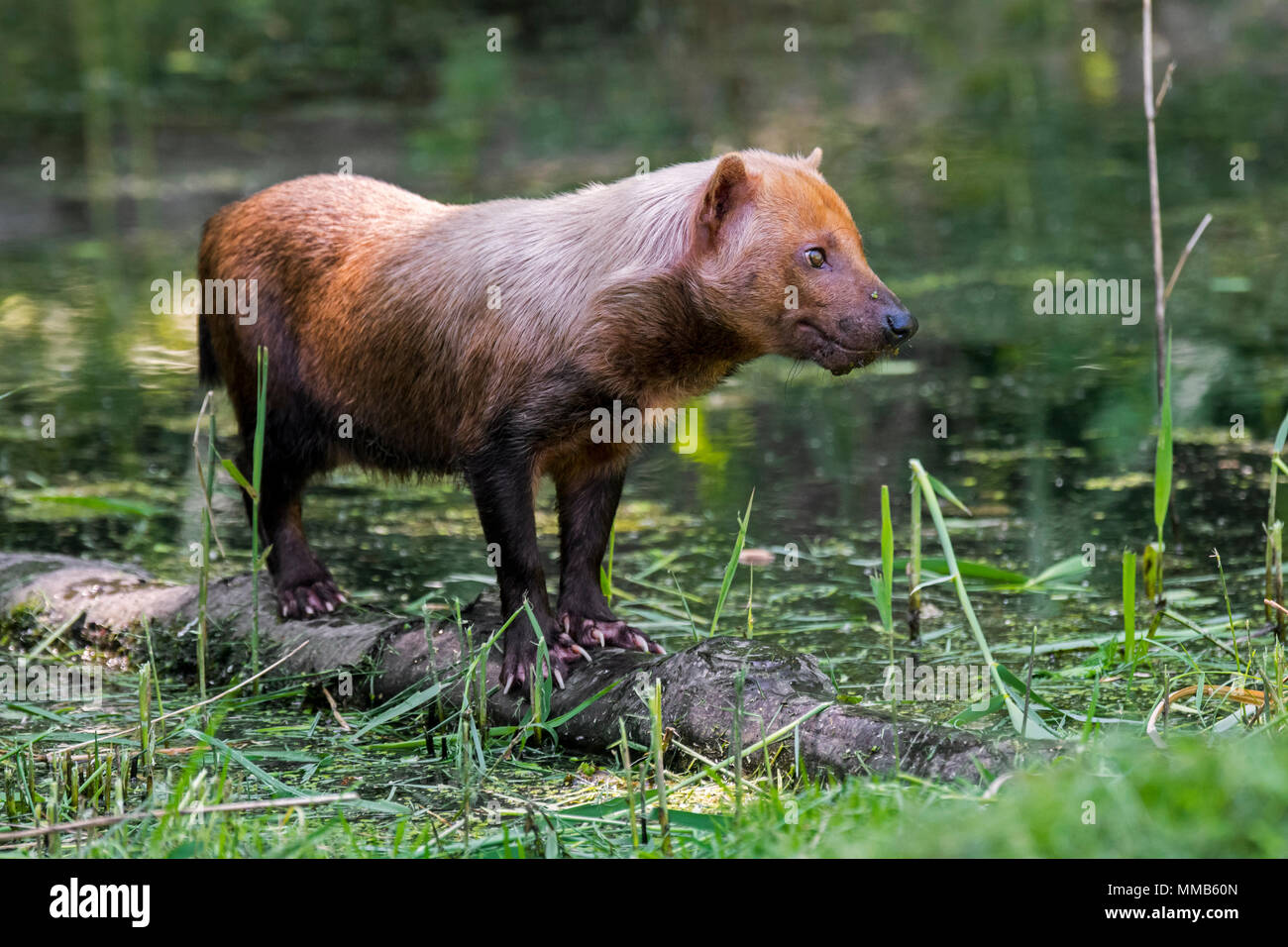 Bush dog (Speothos venaticus) canid native to Central and South America, standing on log in stream Stock Photo