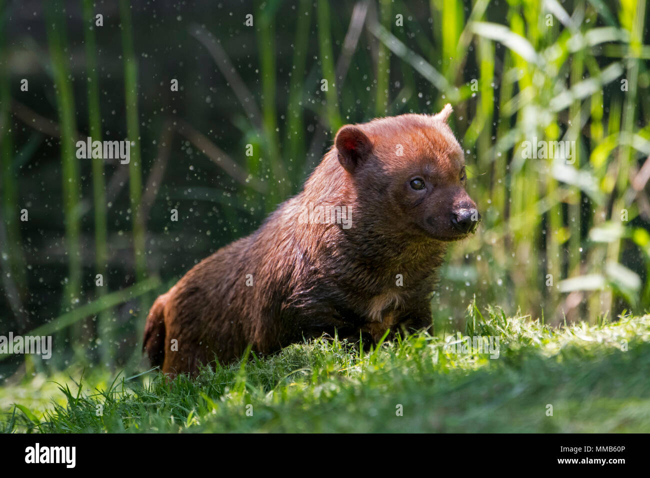 Bush dog (Speothos venaticus) canid native to Central and South America Stock Photo
