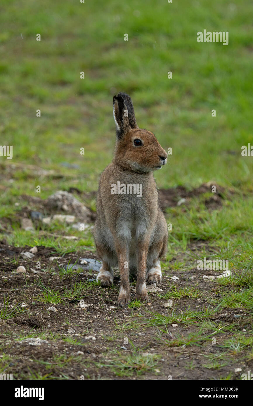 Northern hare hi-res stock photography and images - Alamy