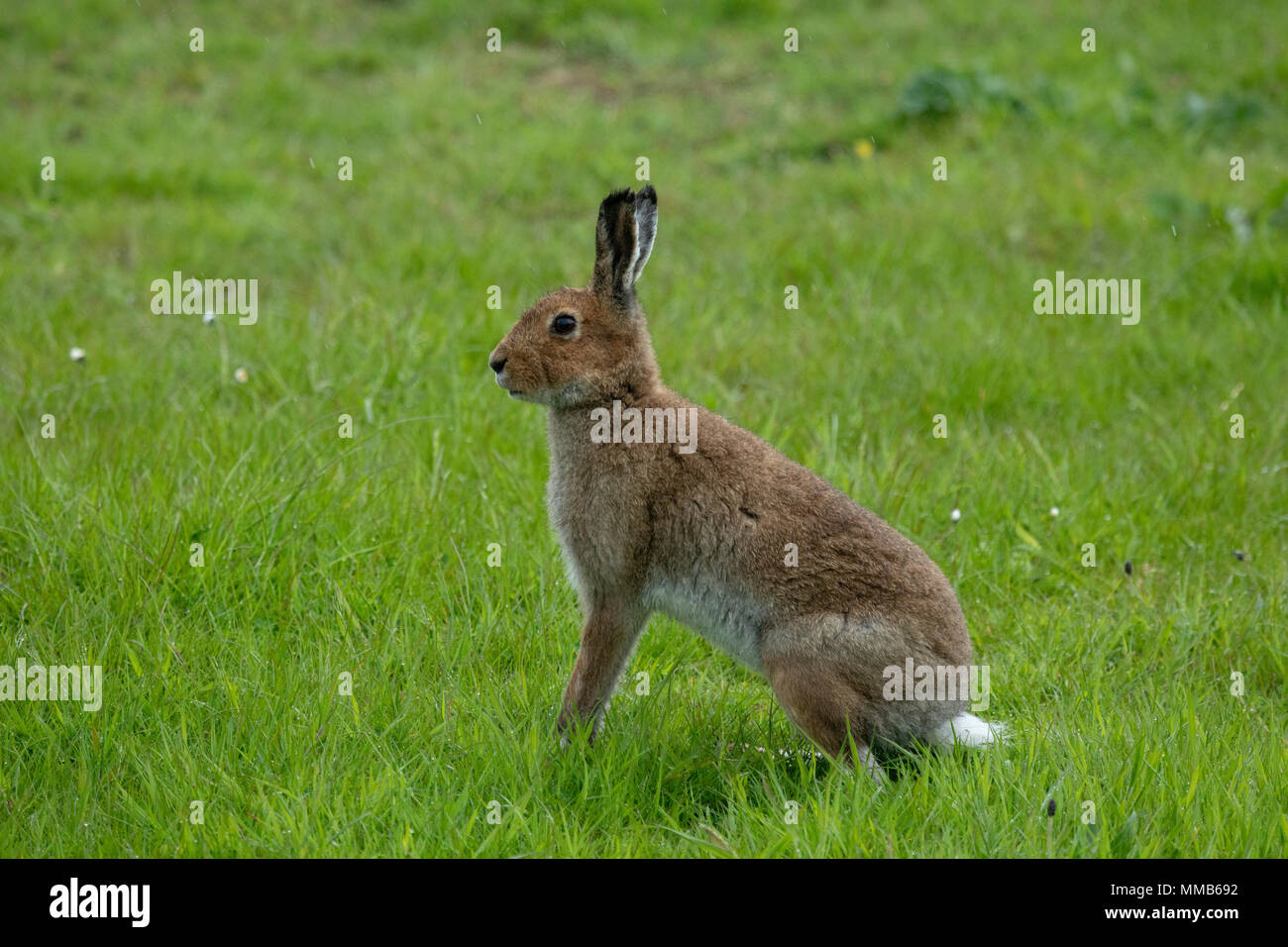 Irish Hare - Rathlin Island Stock Photo