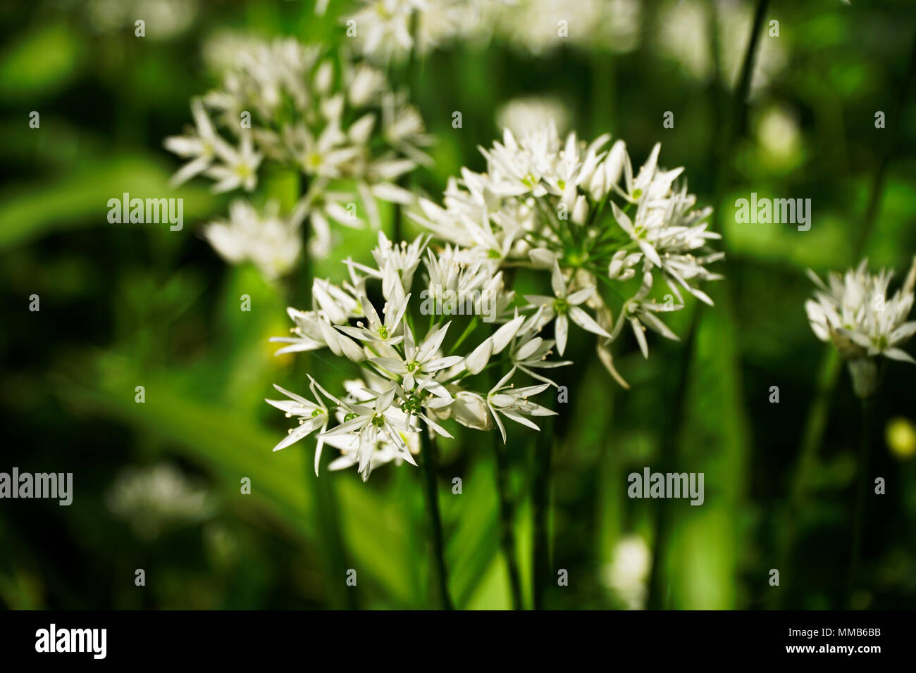 Wild Garlic Flowers (Allium Ursinum) Both flowers & leaves are edible