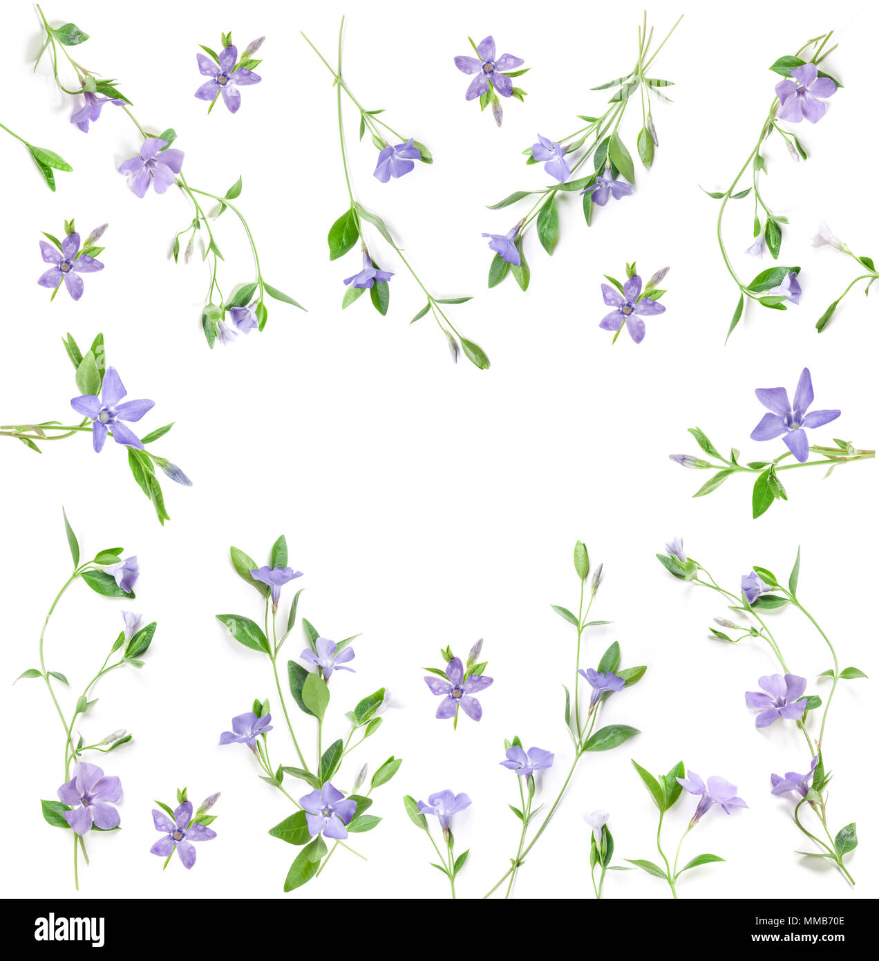 Spring Flowers Periwinkle Isolated In White Top View Valentine S Background Flowers Pattern Texture Stock Photo Alamy