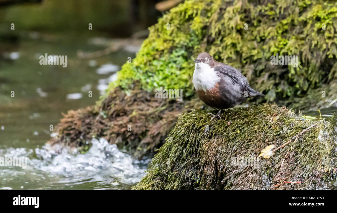A  Dipper stands on a rock having a rest after a battle with the fast flowing water he's been wading through Stock Photo
