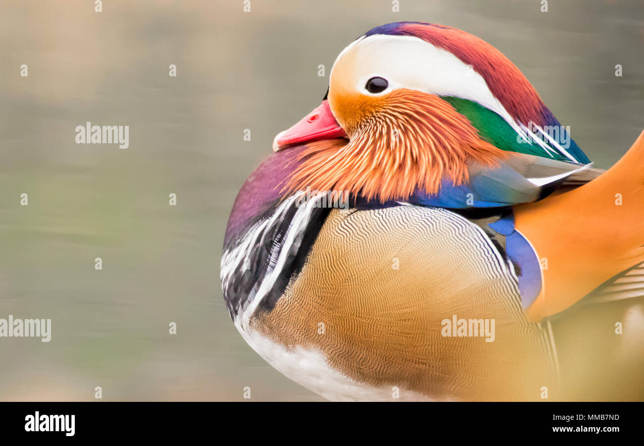 Korean wedding duck hires stock photography and images Alamy