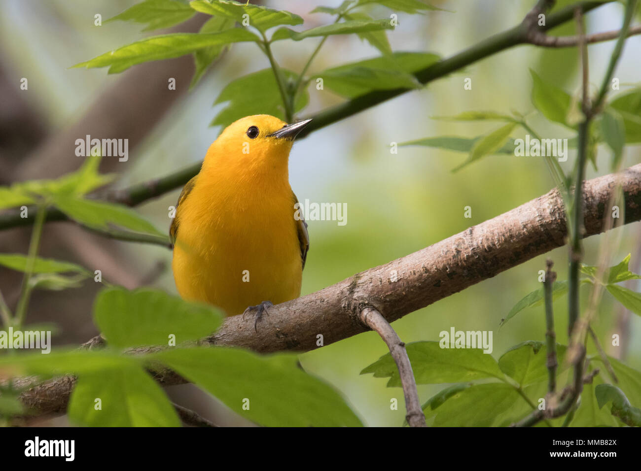 Prothonatary Warbler Stock Photo