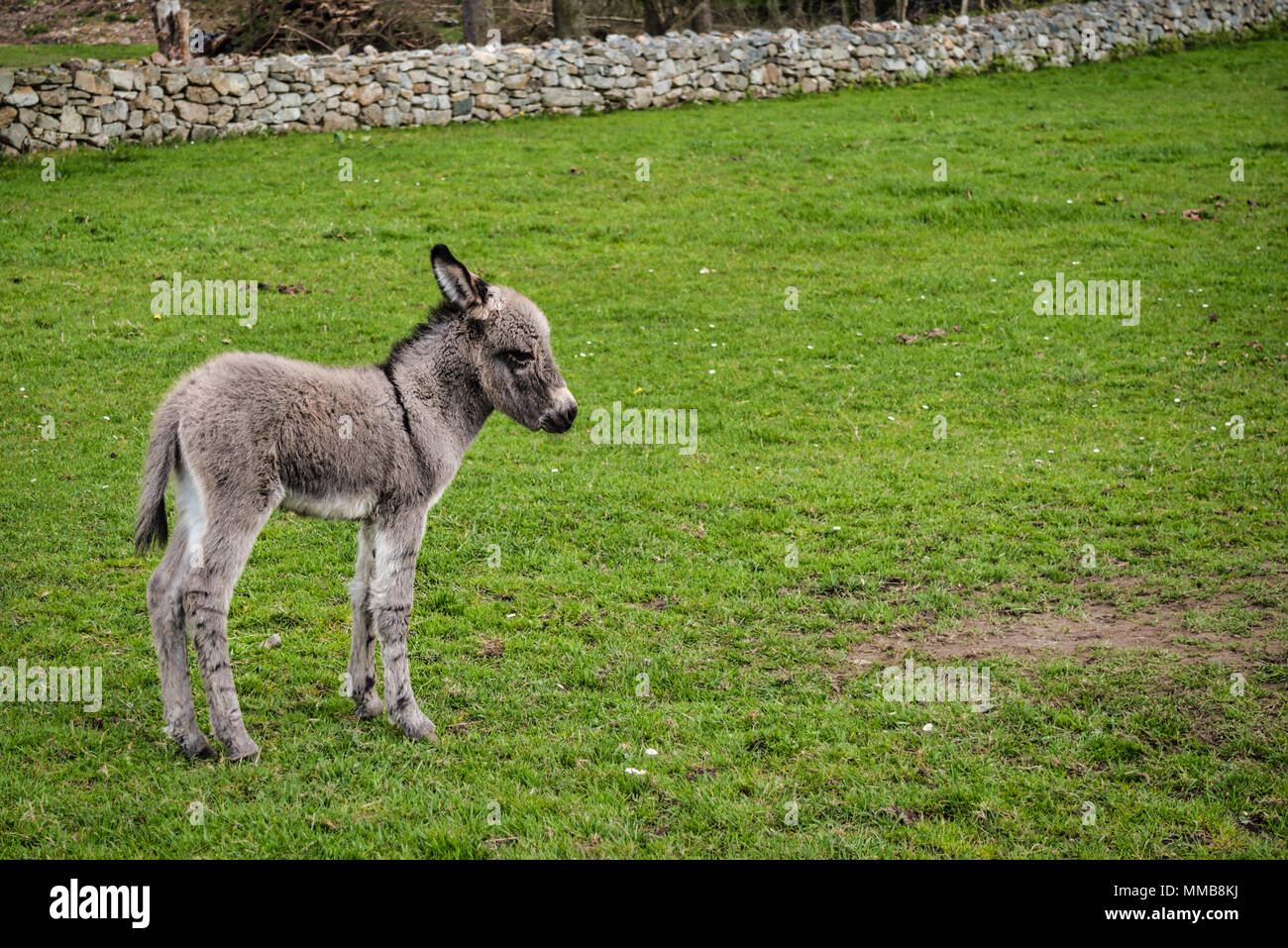 This is a newborn Donkey foal in a field in Ireland Stock Photo