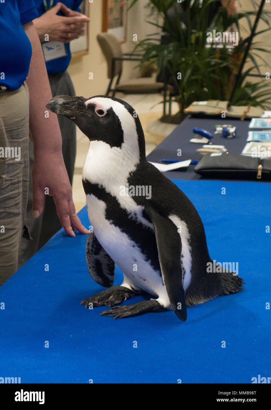 Crowds gather to see a penguin on display at a local office building by the National Aviary in Pittsburgh, Pennsylvania Stock Photo